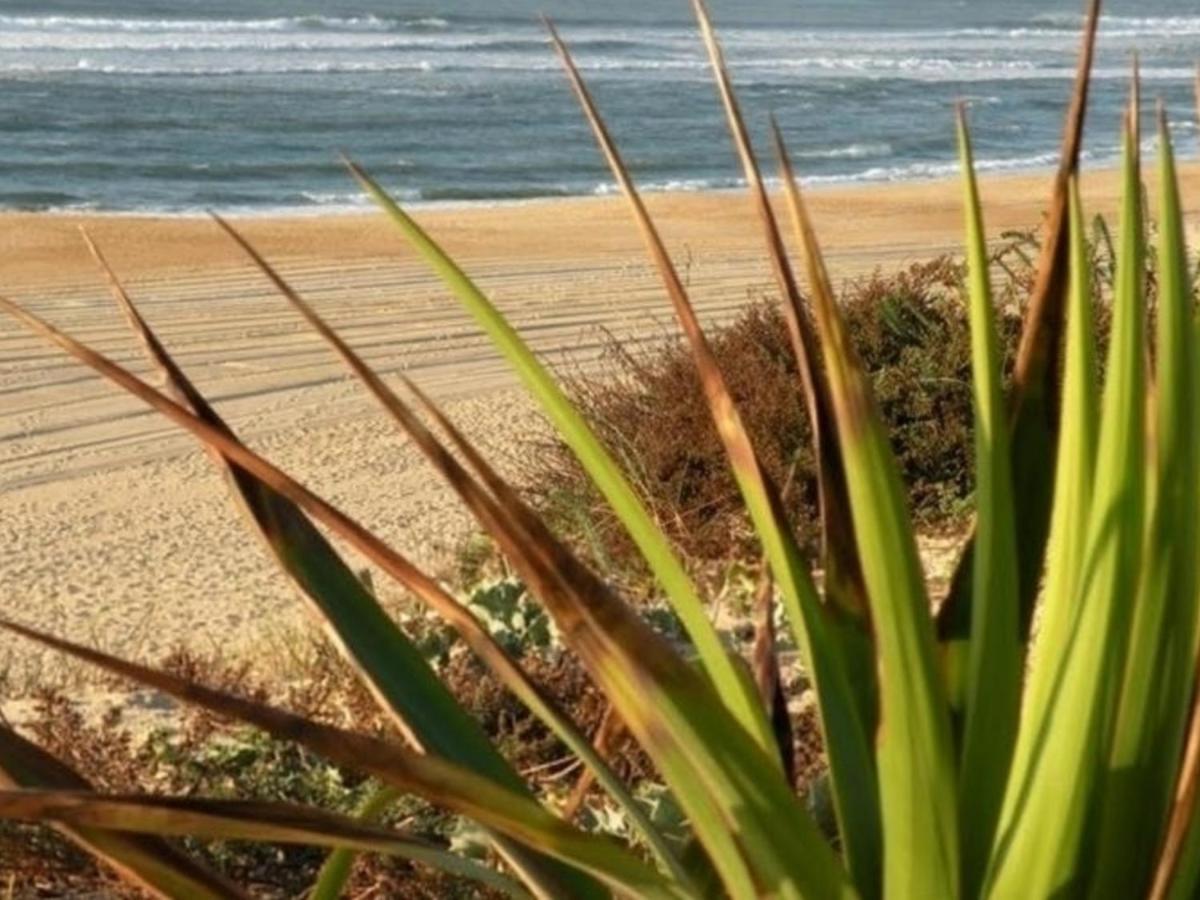 Appartement Renove Avec Balcon, Proche Plage Et Marche - 4 Pers, Calme & Confort A Seignosse - Fr-1-239-460 Exteriör bild